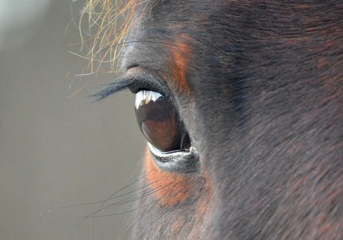 animal, nature, horse, mammal, species, eye, close up, eyelashes, head, horse head, brown, mane, horse eye, house horse, pallor, paddock, animals on the farm, stud, agriculture, ungulates, fauna
