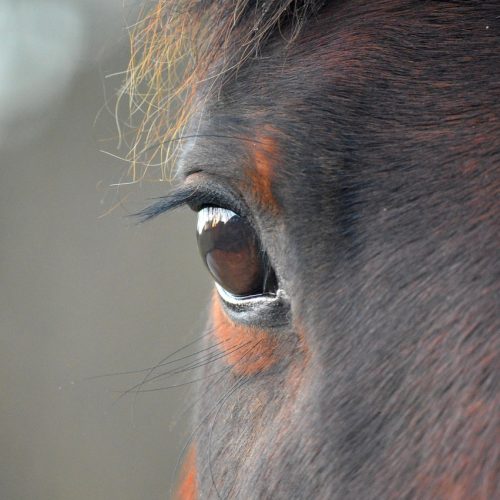 animal, nature, horse, mammal, species, eye, close up, eyelashes, head, horse head, brown, mane, horse eye, house horse, pallor, paddock, animals on the farm, stud, agriculture, ungulates, fauna